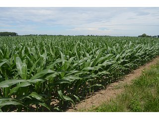 Property photo 123 - LAND AUCTION - 215+/- ACRES OFFERED IN 6 TRACTS IN VAN WERT COUNTY, OHIO